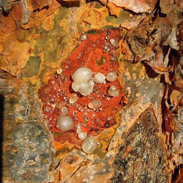 Glänzende-Weihrauchperlen