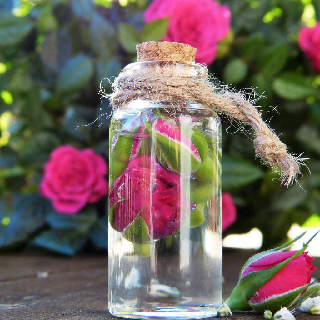 Rose-in-der-Flasche