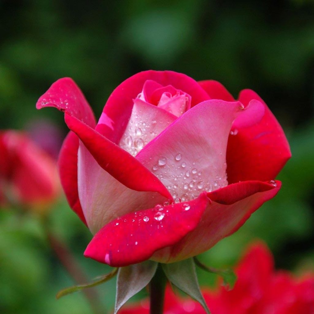 Rosenbluete