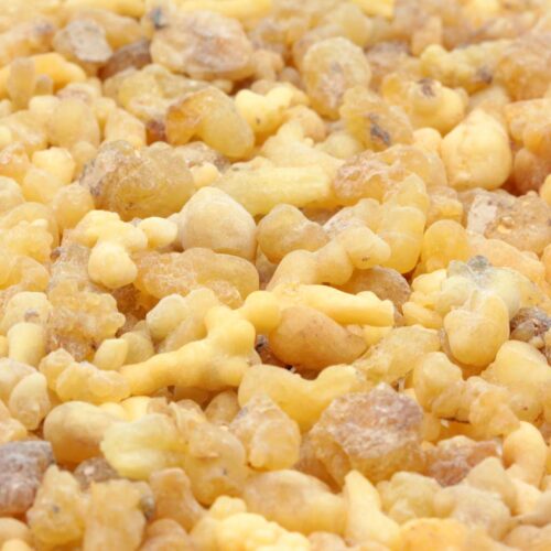 Weihrauch Boswellia papyrifera Äthiopien