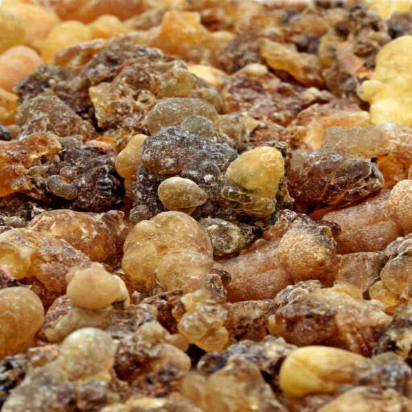 Weihrauch Oman Hojari Boswellia sacra Amber_