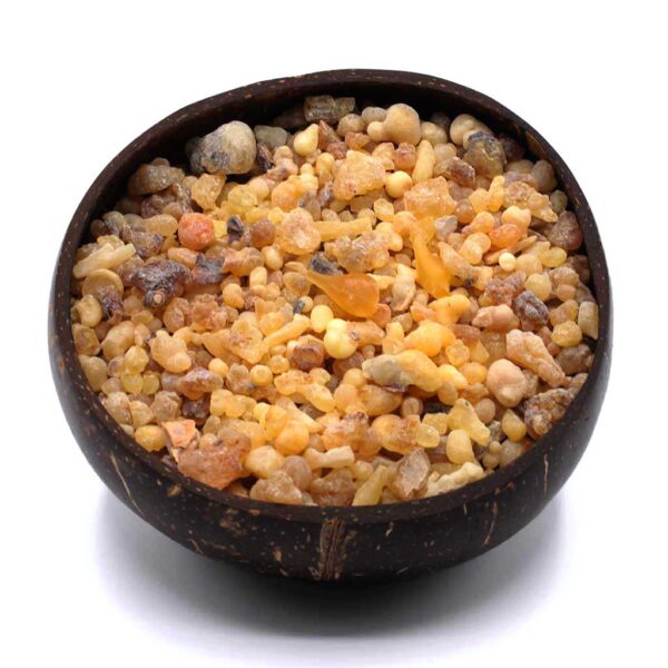 Weihrauch Oman Hojari Boswellia sacra Bruch_