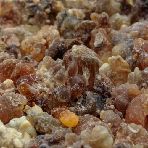 Weihrauch Oman Hojari Boswellia sacra Shaabi_